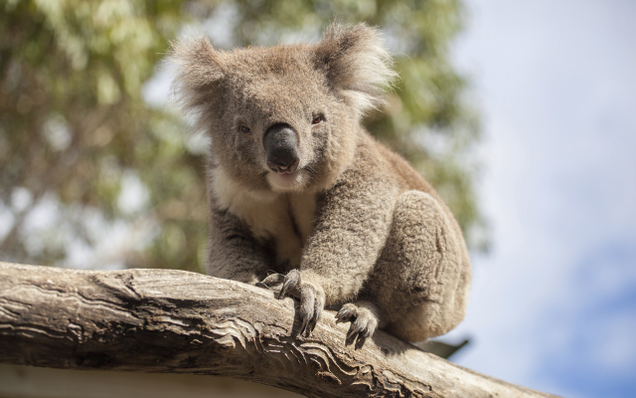 Illustration for article titled These Koalas Are Refusing To Load In Support Of Net Neutrality